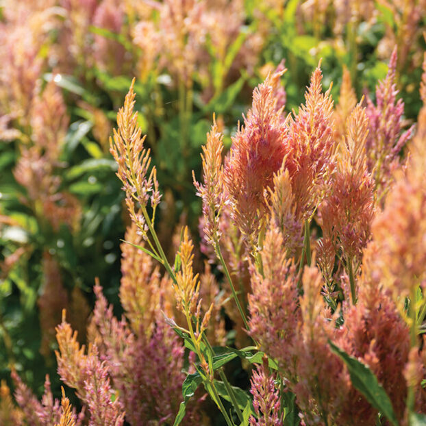 Celosia 'Shimmer'