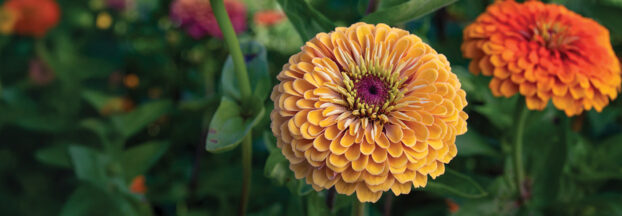 New Zinnia varieties from  Johnny's Seeds