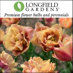Longfield Garden tulip graphic