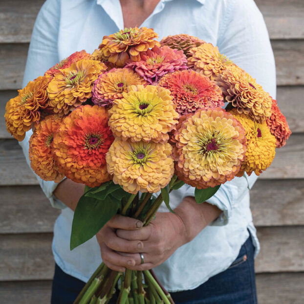 Aurora Zinnia from Johnny's Selected Seeds