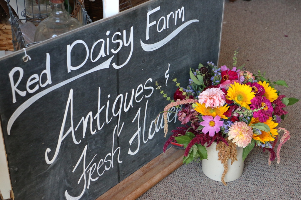 red daisy flower farm