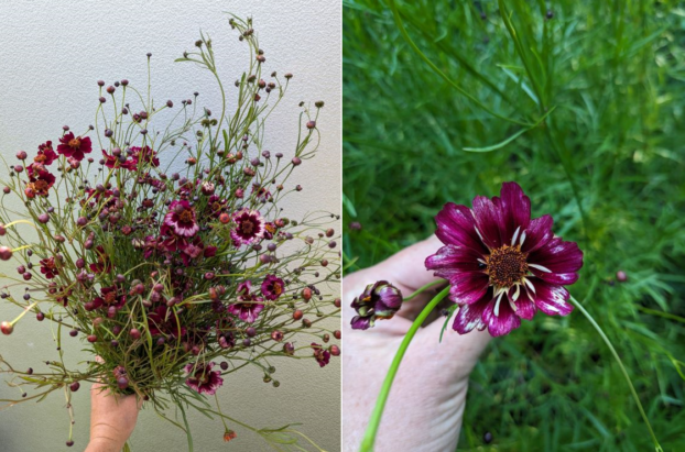 Coreopsis 'Romance', a Jig-Bee Flower Farm selection