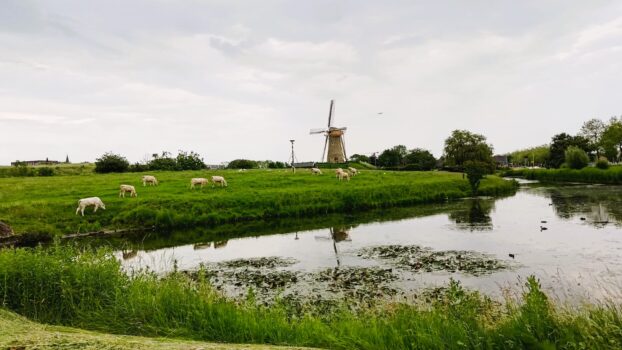 Windmill and grazing cattle in the city