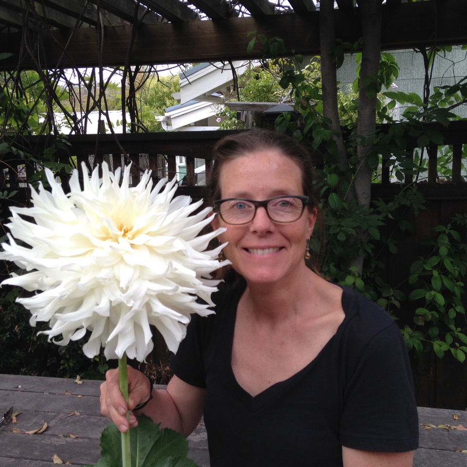 Episode 514 All about growing and breeding dahlias with Kristine