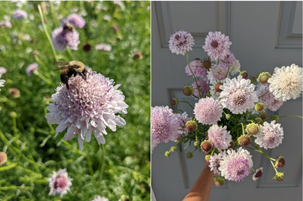 Scabiosa 'Misty Mountain', bred by Jig-Bee Flower Farm