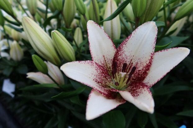 Sweet Zanica lily, a LA Hybrid
