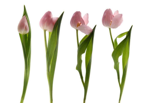 Pink Tulip Opening Composite