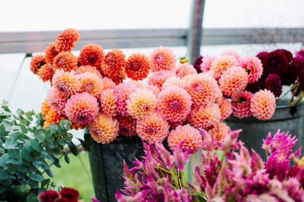 Dahlias and summer crops