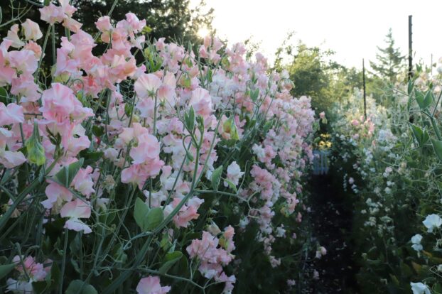 Sweet peas at The Farmhouse Flower Farm