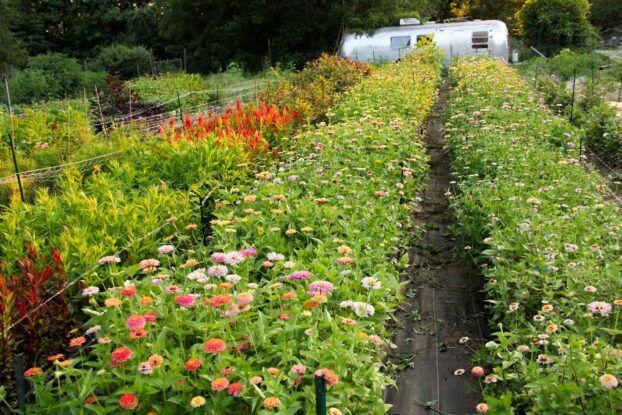 The flower fields at Queen Bee Blooms