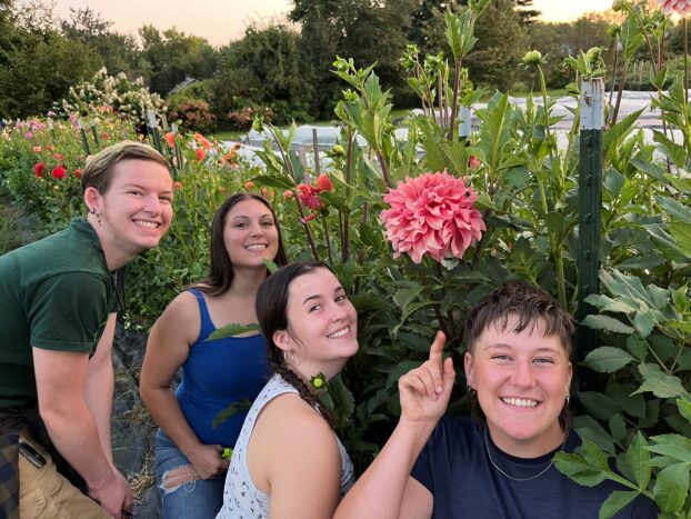 Dahlia Harvest