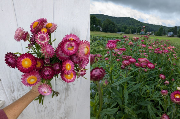 Strawflower 'Berry Bowl', a Jig-Bee Flower Farm selection