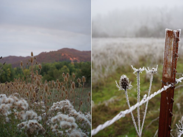 Winter at Willamette Willows